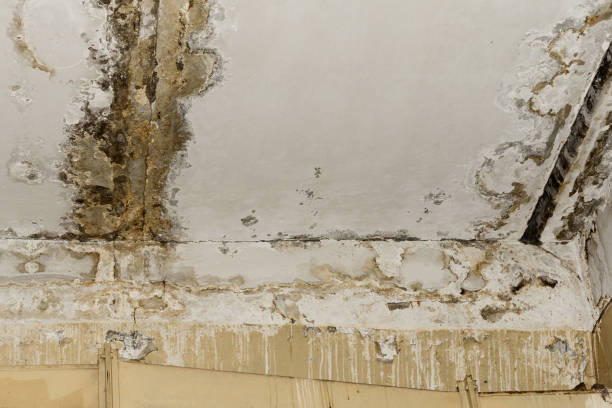 Forensic Mold Investigation in Macclenny, FL