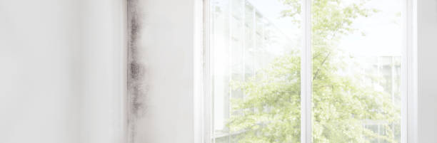 Mold Documentation for Insurance Claims in Macclenny, FL